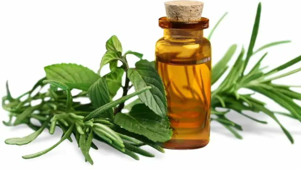 tea tree oil