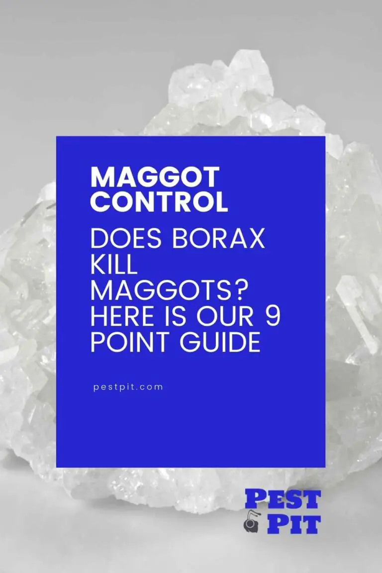 Borax The Miracle Cleaner and Maggot Killer! Pest Pit