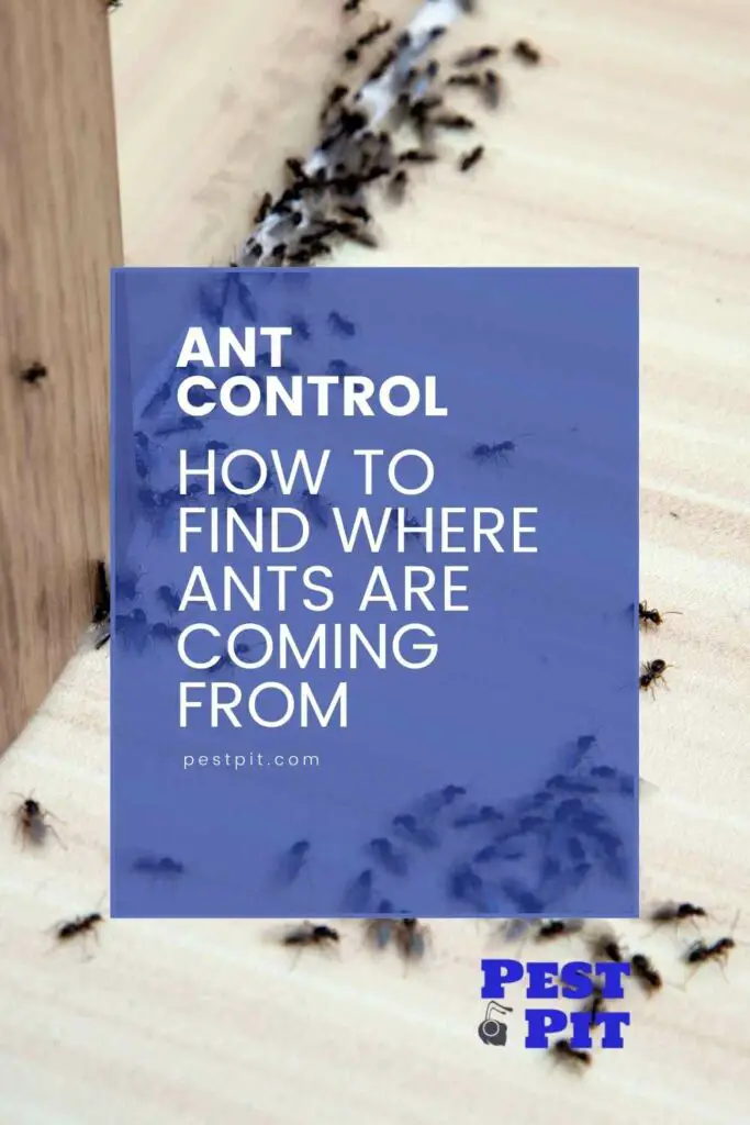 How to Find Where Ants Are Coming From