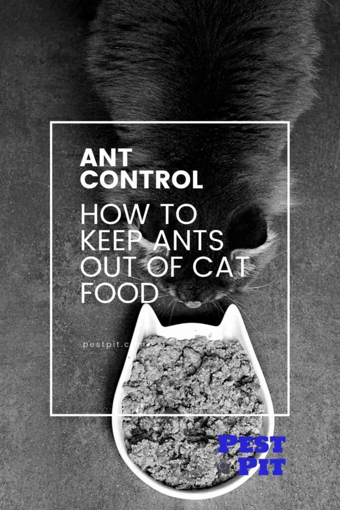 How to Keep Ants Out of Cat Food