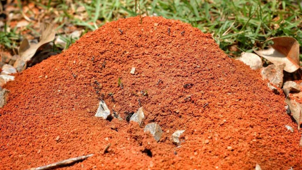 ant nest colony