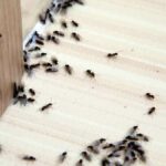 How to Find Where Ants Are Coming From: 7 Step Guide