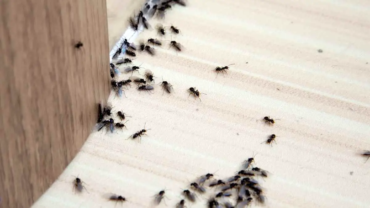 ants near an entry point
