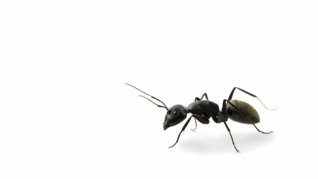black ant on white background