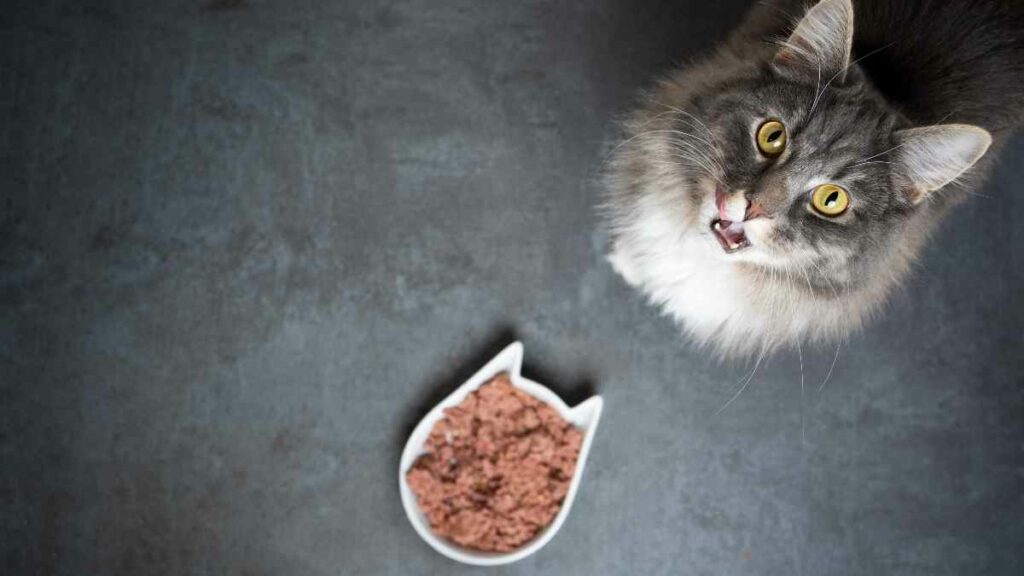 cat with cat food