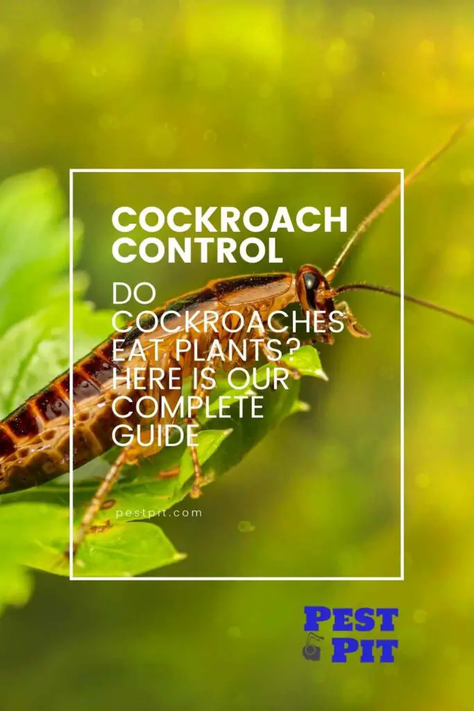 Do Cockroaches Eat Plants Here is our complete guide