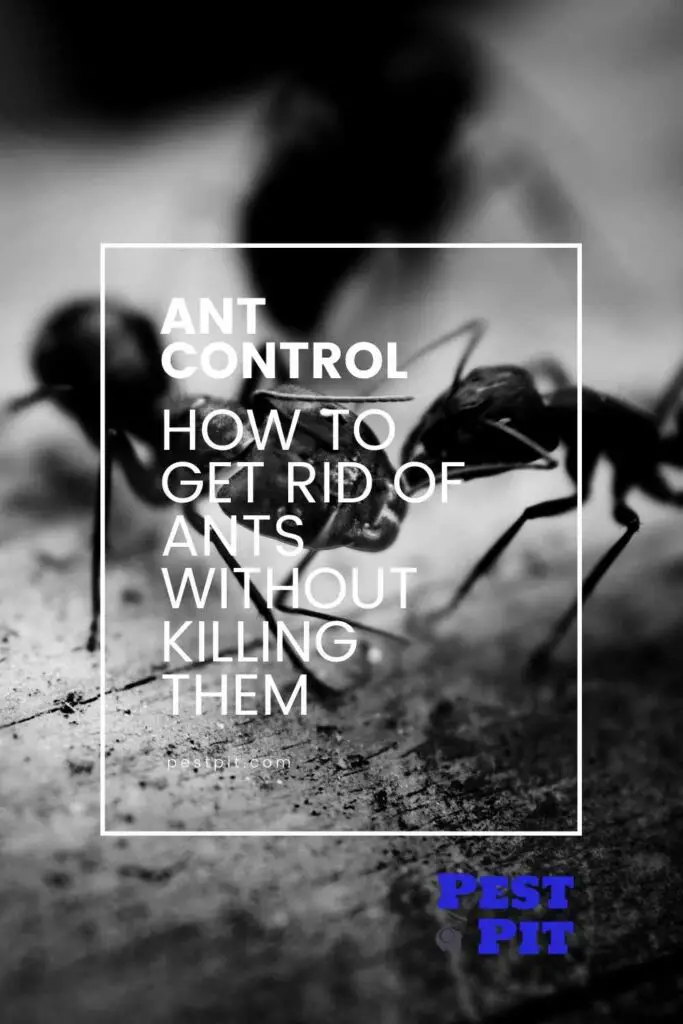 How to Get Rid of Ants Without Killing Them guide