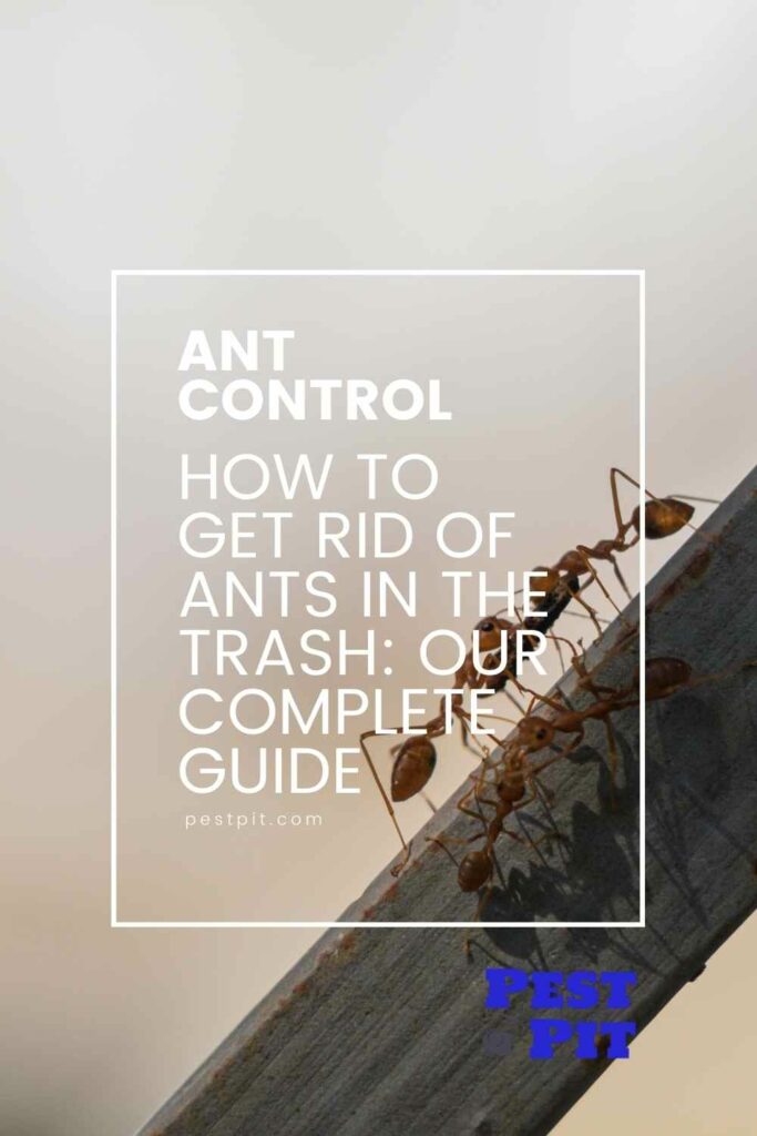 How to Get Rid of Ants in the Trash Our Complete Guide