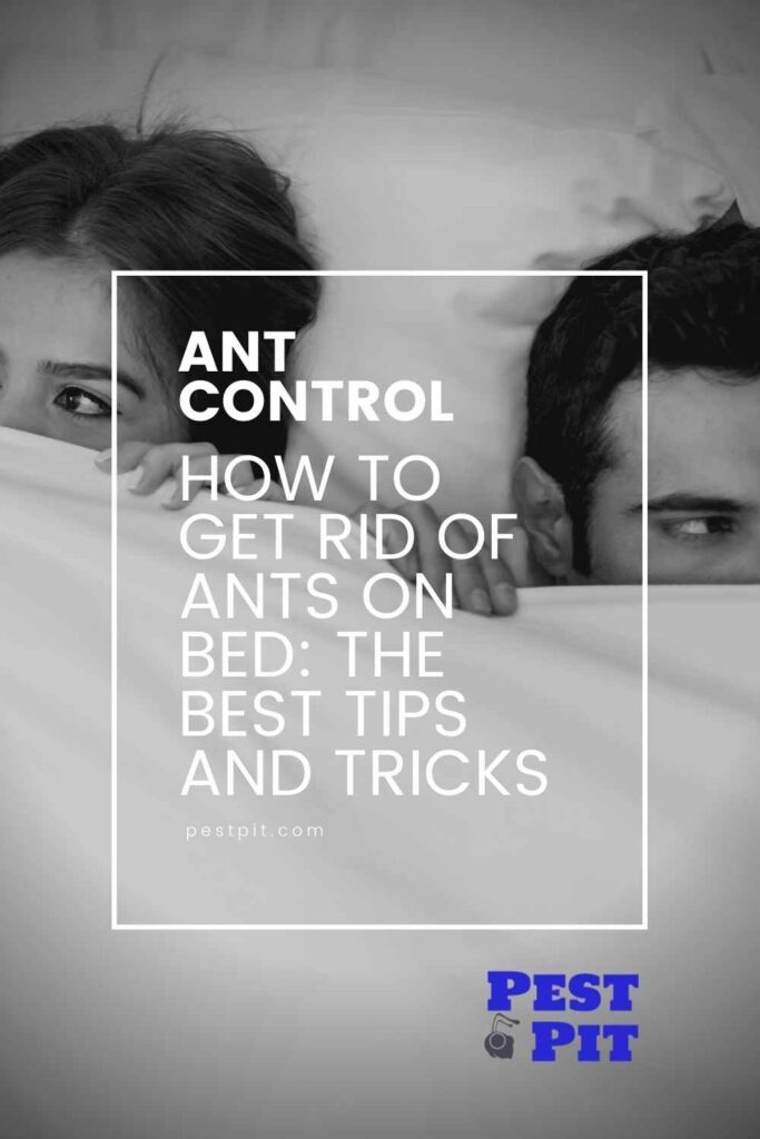 How to Get Rid of Ants on Bed The Best Tips and Tricks
