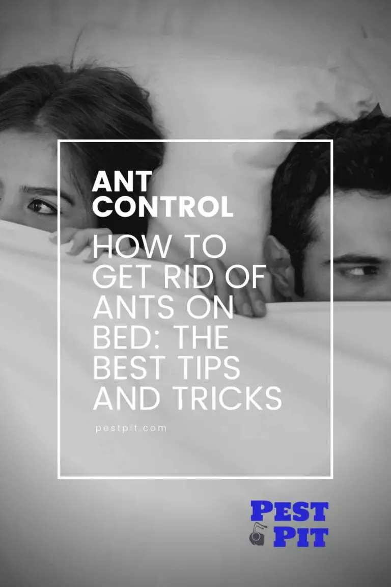 How to Get Rid of Ants on Bed The Best Tips and Tricks Pest Pit