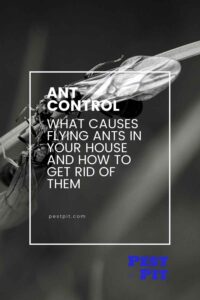 What Causes Flying Ants in Your House and How to Get Rid of Them - Pest Pit