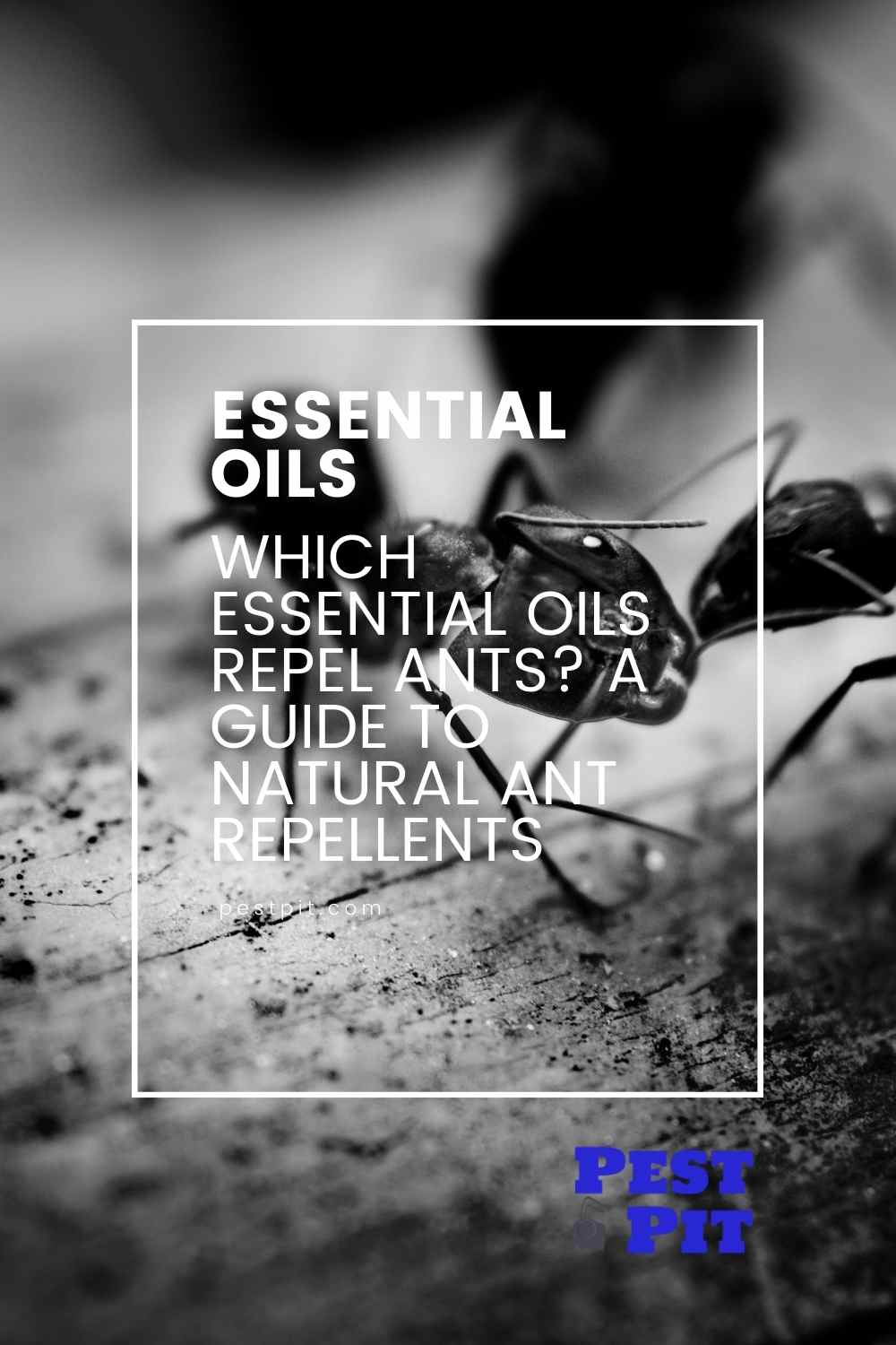 Which Essential Oils Repel Ants? A Guide to Natural Ant Repellents Pest Pit