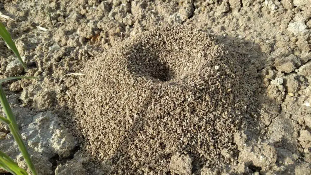 ant nest