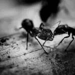 ant repellent essential oils