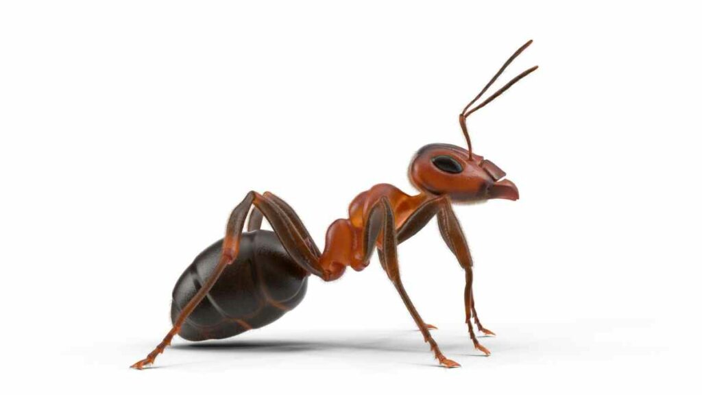 ant white background