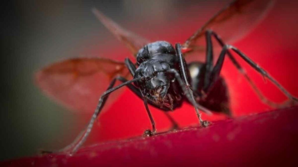 close up flying ant