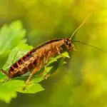 Do Cockroaches Eat Plants? What You Need to Know About Roach v Plant