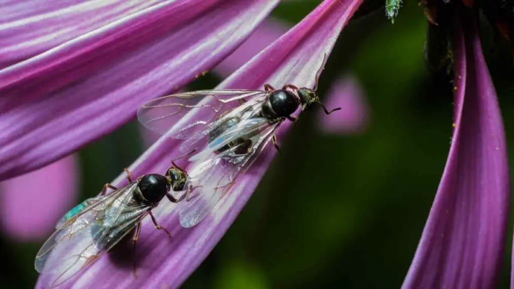 flying ants