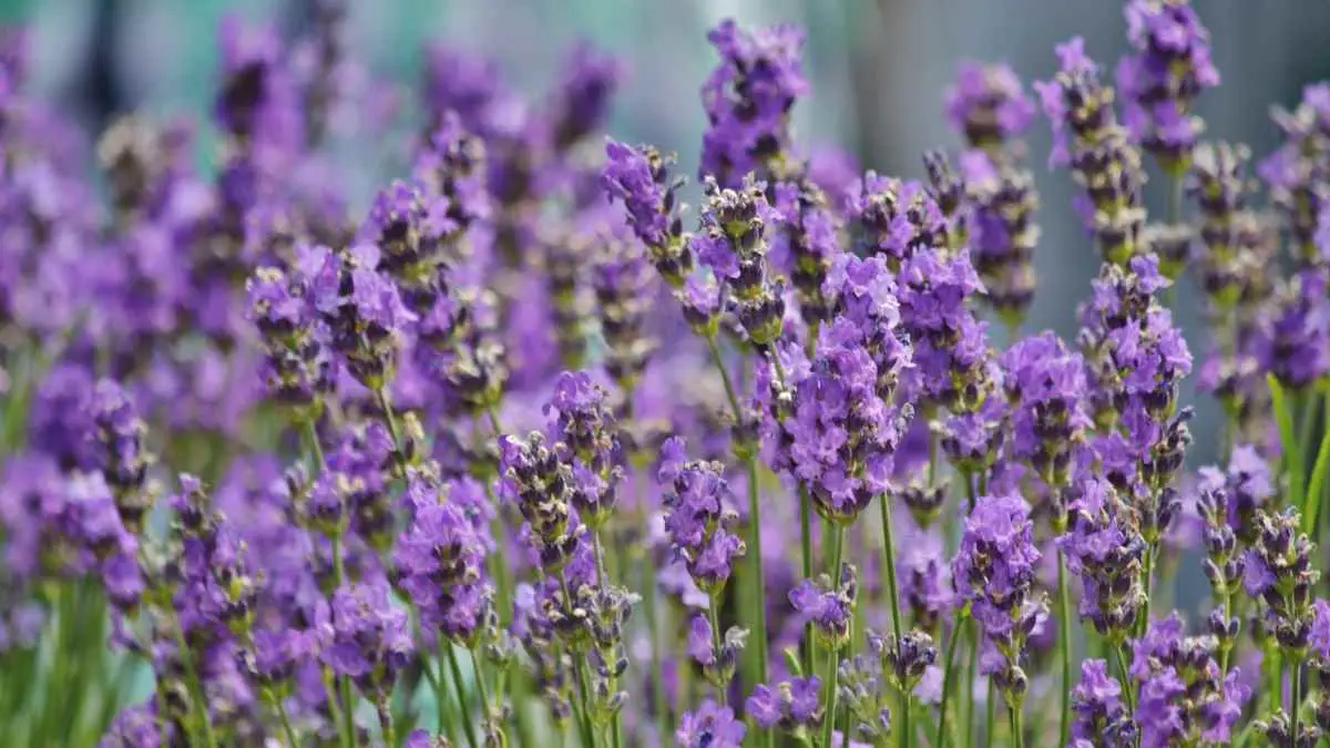 Do Cockroaches Eat Plants? What You Need to Know About Roach v Plant