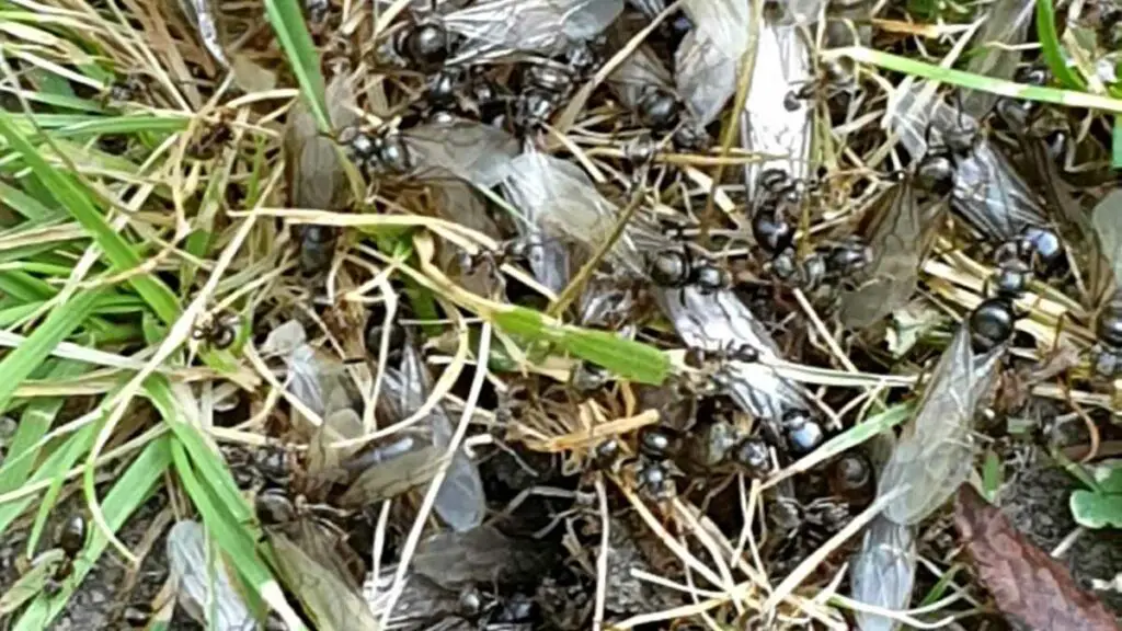 lots of flying ants