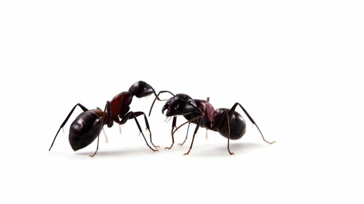 How to Get Rid of Ants on Bed The Best Tips and Tricks Pest Pit