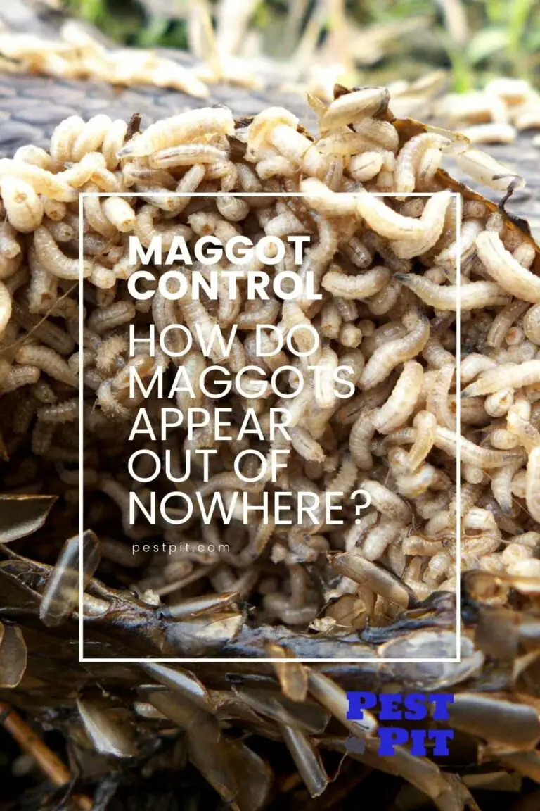 How Do Maggots Appear Out of Nowhere? Pest Pit