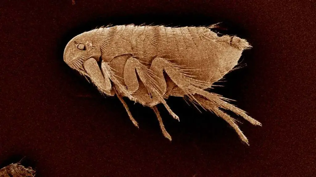 adult flea