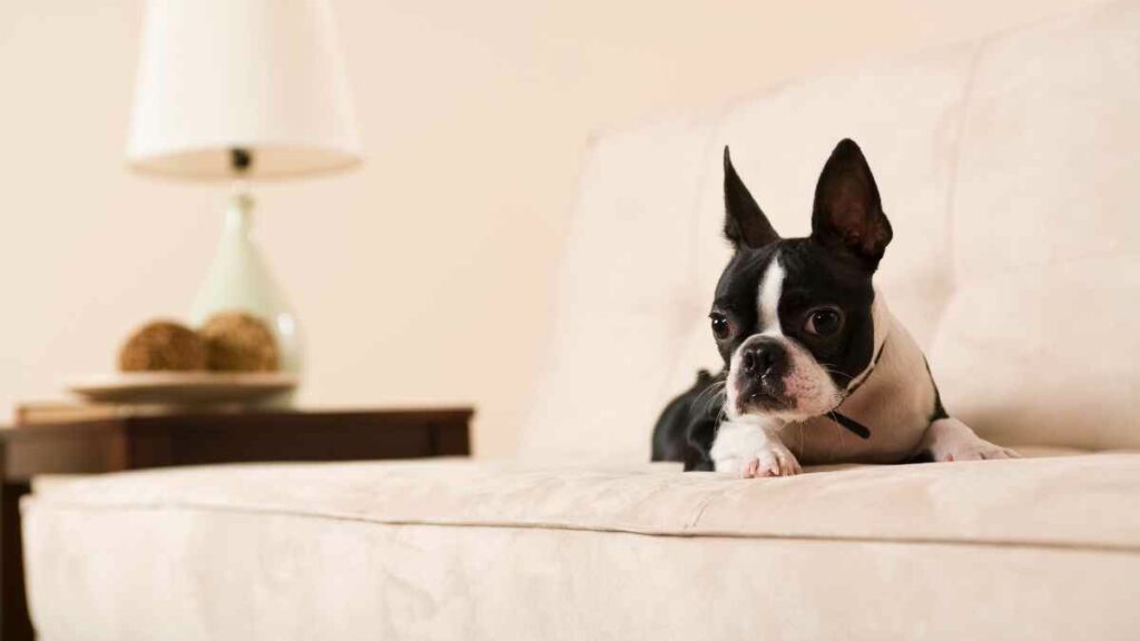 dog on couch