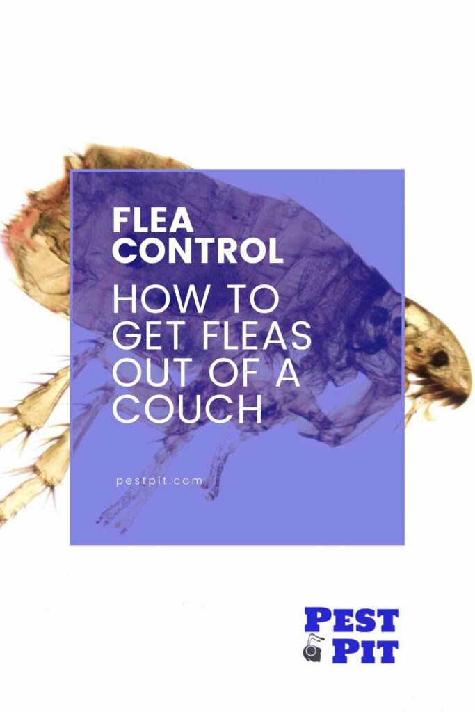 how to get fleas out of couch