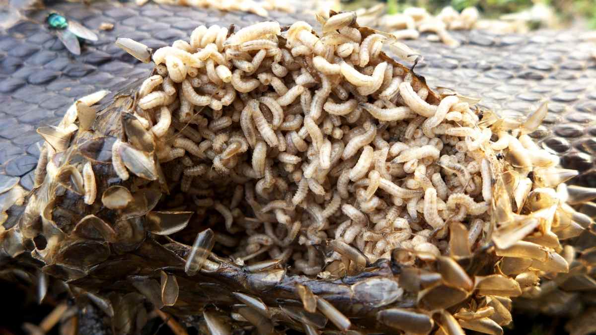 maggots appearing out of nowhere