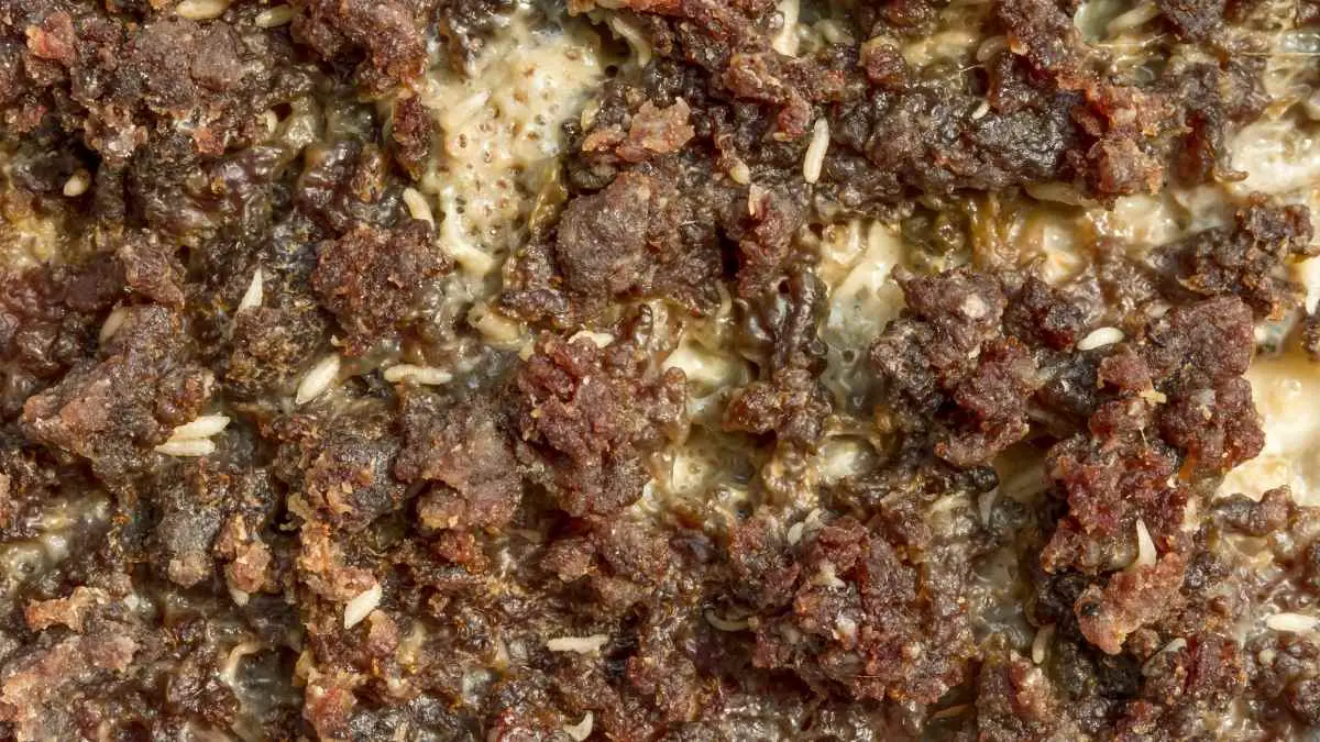 How Do Maggots Appear Out of Nowhere? Pest Pit