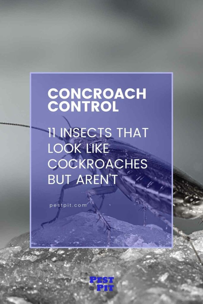11 Insects that Look Like Cockroaches But Aren’t