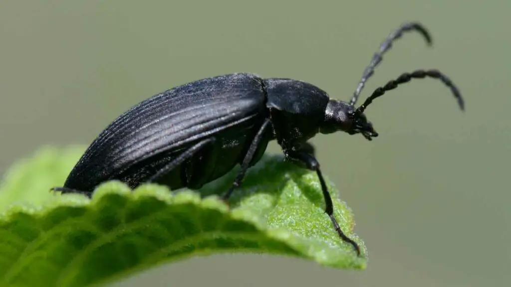 Black caterpillar hunter