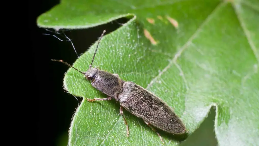 Click beetle