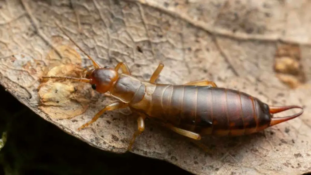 Earwig