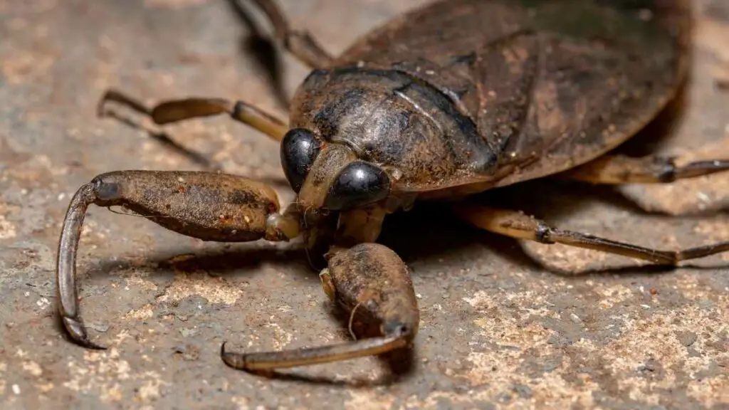 Giant water bug