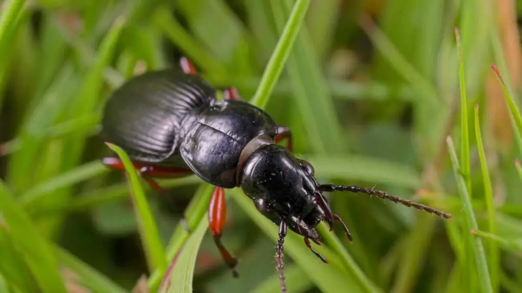 Ground beetle