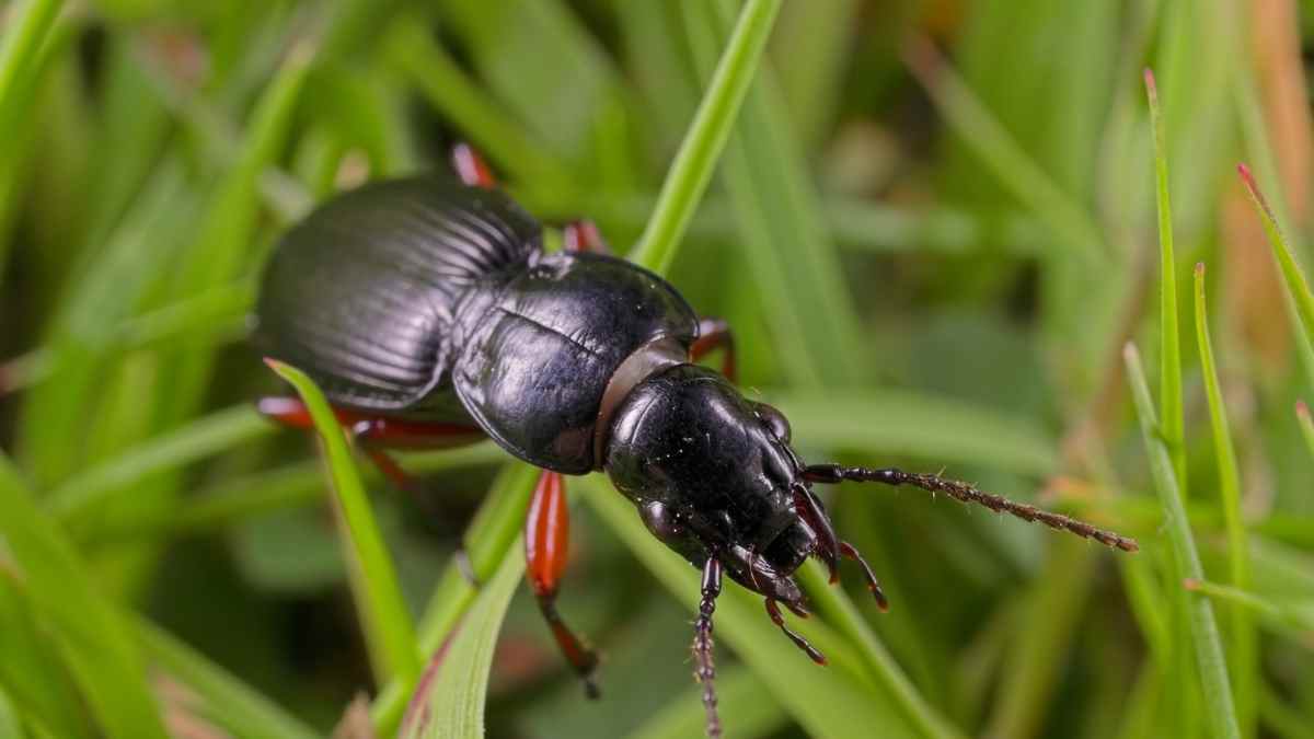 11 Insects that Look Like Cockroaches But Aren’t (Make No Mistake) Pest Pit
