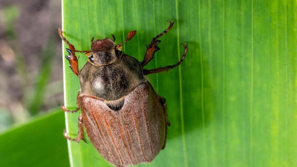 11 Insects that Look Like Cockroaches But Aren’t (Make No Mistake