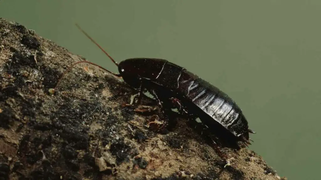 Oriental cockroach