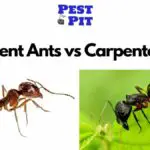 Pavement Ants vs Carpenter Ants; Telling the Difference