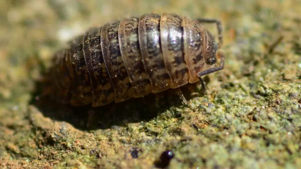 Pill Bug