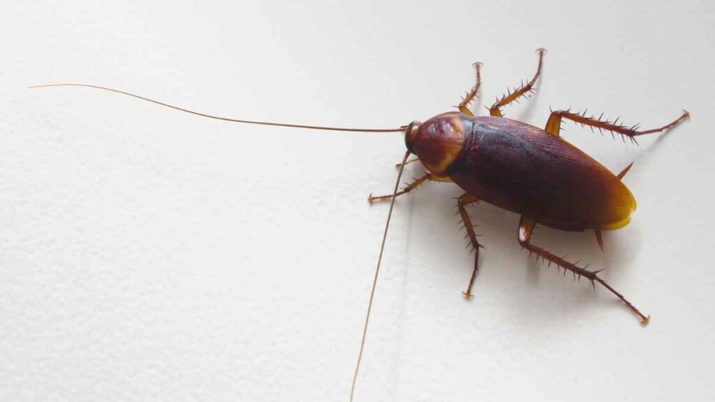 Smoky-brown cockroach
