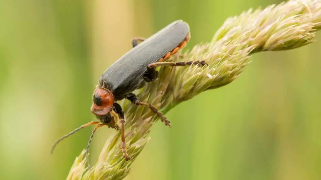 Soldier beetle