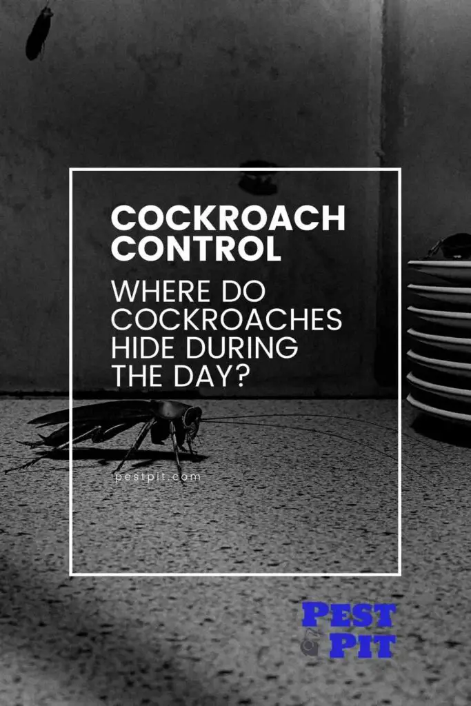 Where Do Cockroaches Hide During the Day