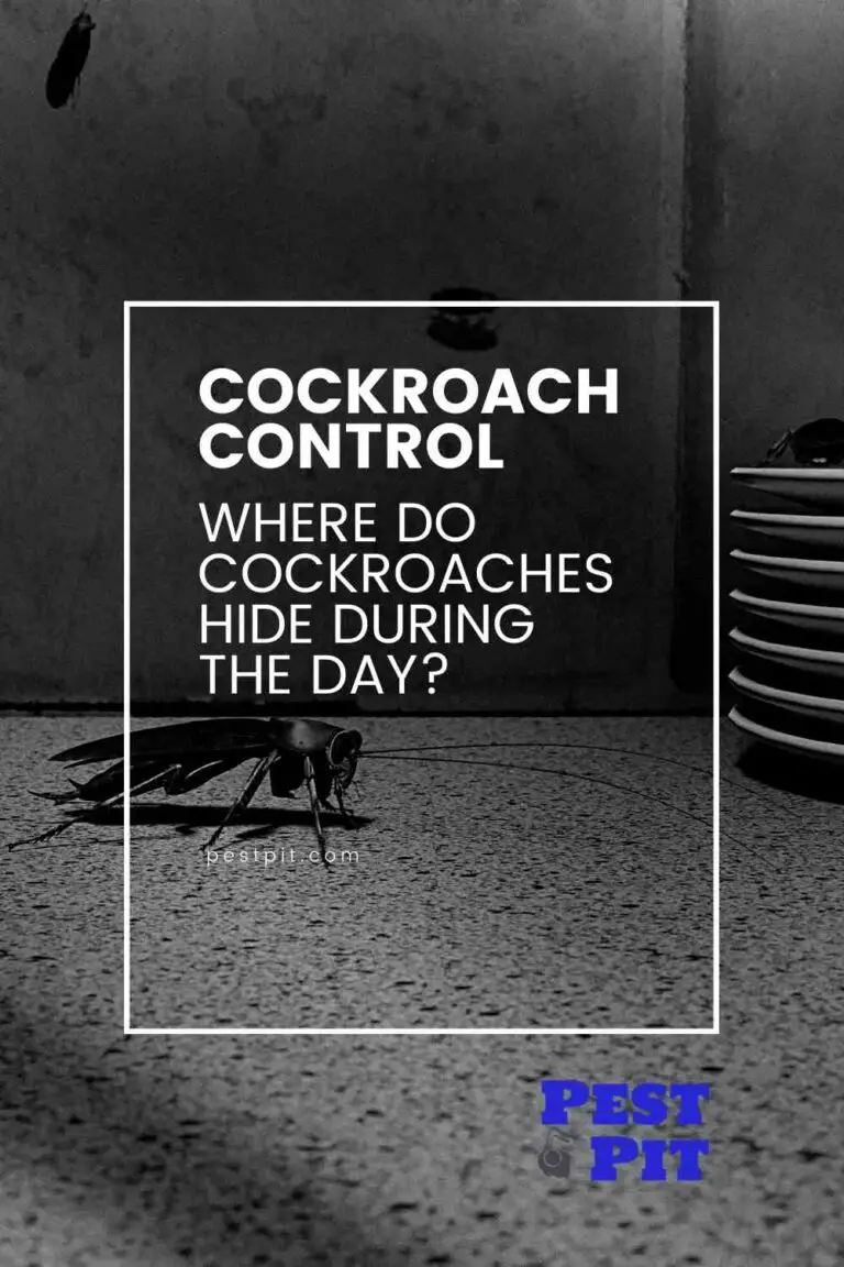 Where Do Cockroaches Hide During the Day? In These 9 Places Pest Pit