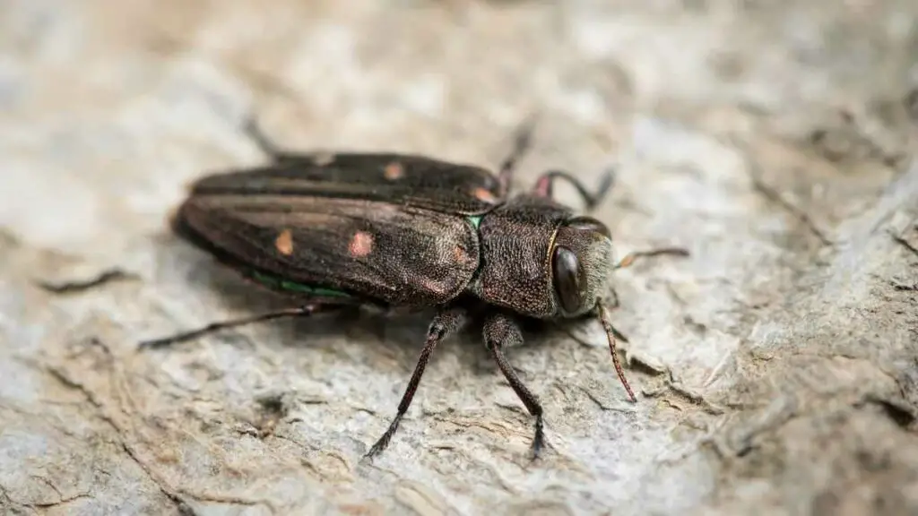 Wood boring beetle