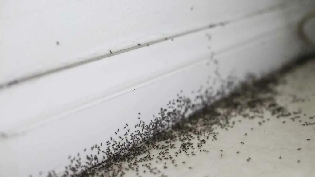 ant infestation (1)