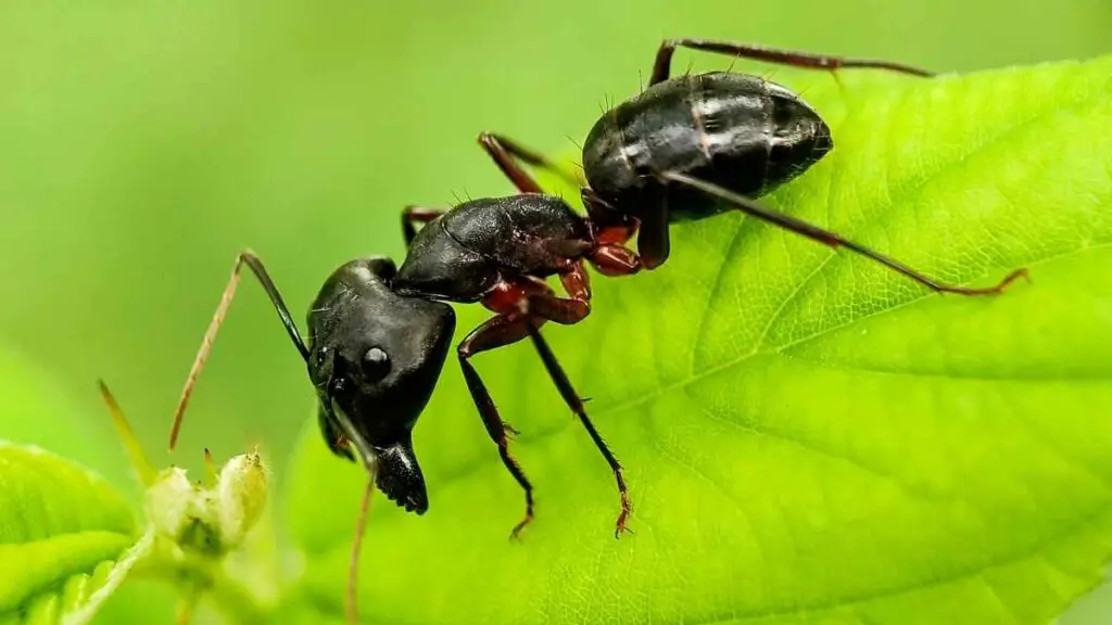 carpenter ant