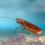 11 Insects that Look Like Cockroaches But Aren’t (Make No Mistake)